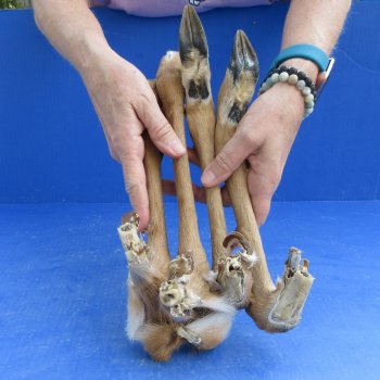 4 Preserved Deer Legs, 12" to 16" -  for $50