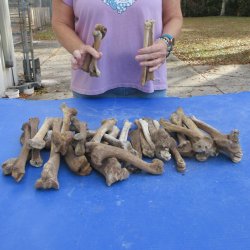 30 piece lot of 7 to 12" deer and wild boar leg bone for $20.00