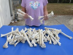 50 Deer Leg Bones, 9" to 12"  <font color=red>Special Price</font> - $35