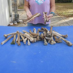 30 piece lot of 8 to 12" deer and wild boar leg bone for $20.00