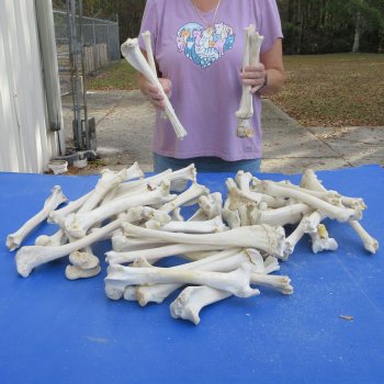 50 Deer Leg Bones, 9" to 12"  <font color=red>Special Price</font> - $35