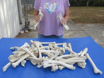 50 Deer Leg Bones, 8" to 10"  <font color=red>Special Price</font> - $30