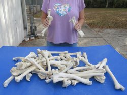50 Deer Leg Bones, 8" to 10"  <font color=red>Special Price</font> - $30