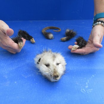 Preserved Opossum Head, Legs, & Tail for sale $30