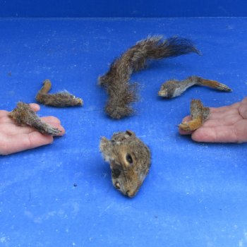 Preserved Squirrel Head, Legs, & Tail - for $30