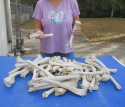 50 Deer Leg Bones, 10" to 12"  <font color=red>Special Price</font> - $35