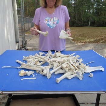 #2 Grade 10lbs of Assorted Bones - $30