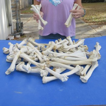 50 Deer Leg Bones, 8" to 10"  <font color=red>Special Price</font> - $30