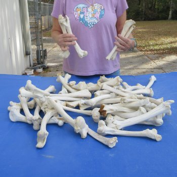 50 Deer Leg Bones, 8" to 10"  <font color=red>Special Price</font> - $30