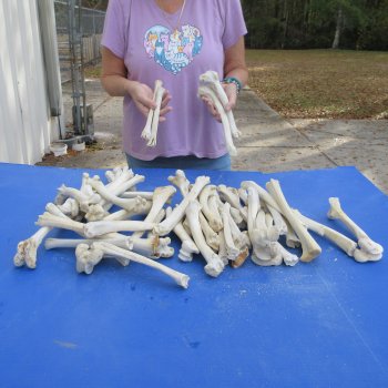 50 Deer Leg Bones, 8" to 10"  <font color=red>Special Price</font> - $30