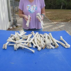 50 Deer Leg Bones, 8" to 10"  <font color=red>Special Price</font> - $30