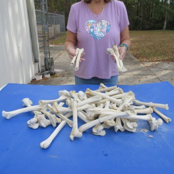 50 Deer Leg Bones, 8" to 10"  <font color=red>Special Price</font> - $30