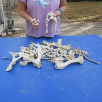 4lb lot of Assorted Bones - $35
