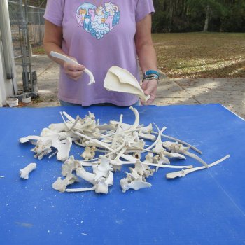 4lb lot of Assorted Bones - $35