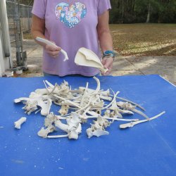 4lb lot of Assorted Bones - $35