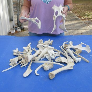 4lb lot of Assorted Bones - $35