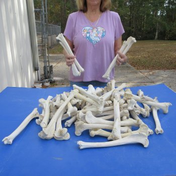 50 Deer Leg Bones, 9" to 12"  <font color=red>Special Price</font> - $35