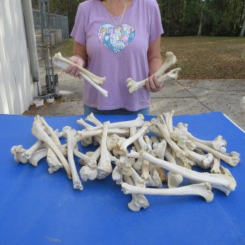 50 Deer Leg Bones, 9" to 12"  <font color=red>Special Price</font> - $35