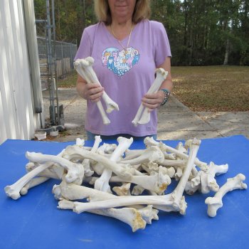 50 Deer Leg Bones, 9" to 12"  <font color=red>Special Price</font> - $35