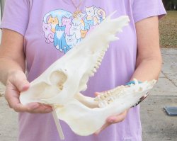 Wild Boar Skull 11-1/2 inches long - Buy now for $60