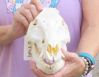 Wild Boar Skull 11-1/2 inches long - Buy now for $60