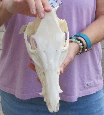 Wild Boar Skull 11-1/2 inches long - Buy now for $60
