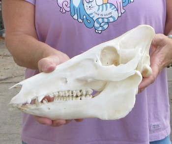 Wild Boar Skull 11-1/2 inches long - Buy now for $60