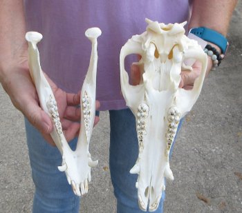 Wild Boar Skull 11-1/2 inches long - Buy now for $60