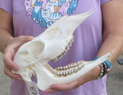 Whitetail deer skull (doe) with bottom jaw measuring 11 inches long for $40