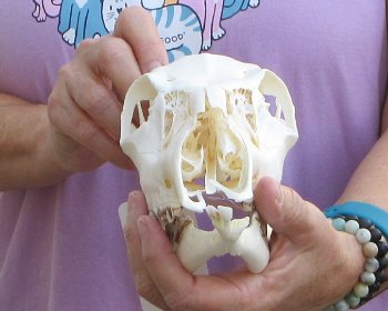 Whitetail deer skull (doe) with bottom jaw measuring 11 inches long for $40