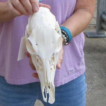 Whitetail deer skull (doe) with bottom jaw measuring 11 inches long for $40