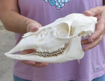 Whitetail deer skull (doe) with bottom jaw measuring 11 inches long for $40