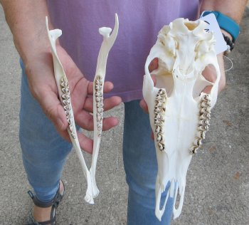 Whitetail deer skull (doe) with bottom jaw measuring 11 inches long for $40