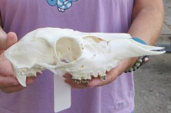 Whitetail deer top skull (doe) with bottom jaw measuring 10 inches long for $25