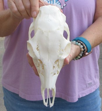 Whitetail deer top skull (doe) with bottom jaw measuring 10 inches long for $25