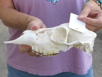 Whitetail deer top skull (doe) with bottom jaw measuring 10 inches long for $25