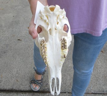 Whitetail deer top skull (doe) with bottom jaw measuring 10 inches long for $25