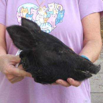 11" Preserved Georgia Wild Boar / Hog Head - $40