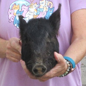 11" Preserved Georgia Wild Boar / Hog Head - $40