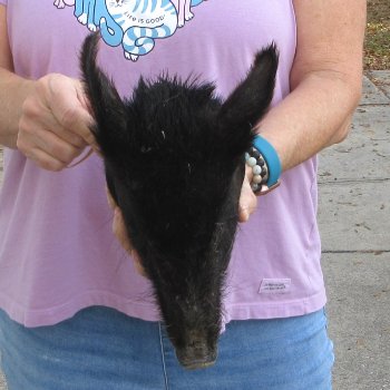 11" Preserved Georgia Wild Boar / Hog Head - $40