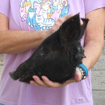 11" Preserved Georgia Wild Boar / Hog Head - $40