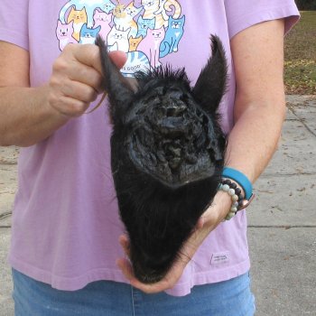 11" Preserved Georgia Wild Boar / Hog Head - $40