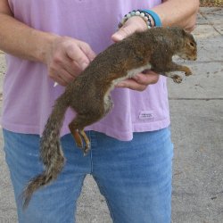 Buy this Preserved Full-Body Squirrel For $35 