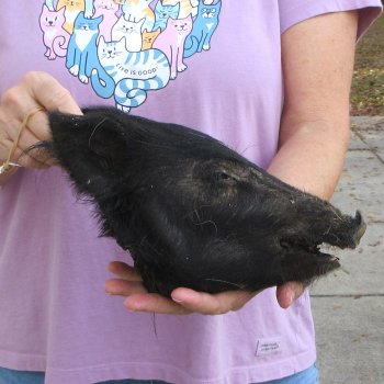10" Preserved Georgia Wild Boar / Hog Head - $30