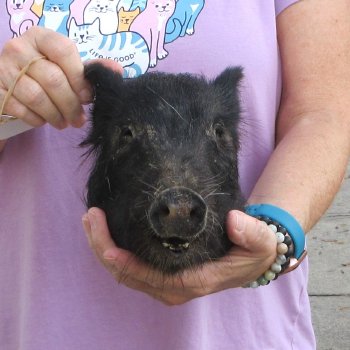 10" Preserved Georgia Wild Boar / Hog Head - $30