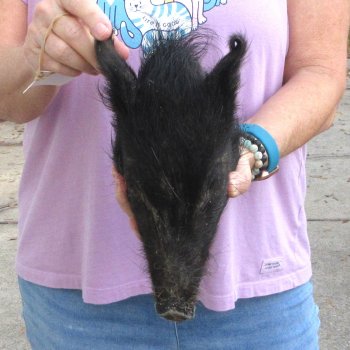 10" Preserved Georgia Wild Boar / Hog Head - $30