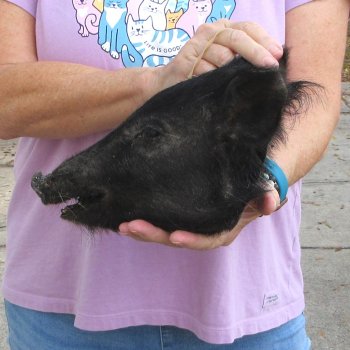 10" Preserved Georgia Wild Boar / Hog Head - $30