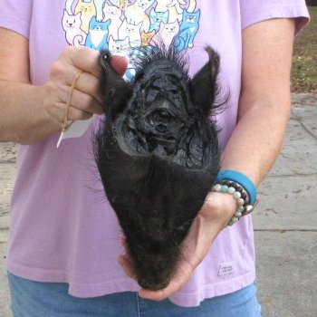 10" Preserved Georgia Wild Boar / Hog Head - $30