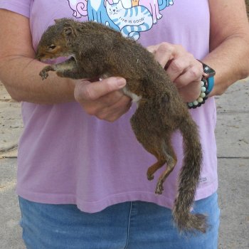 Buy this Preserved Full-Body Squirrel For $35 