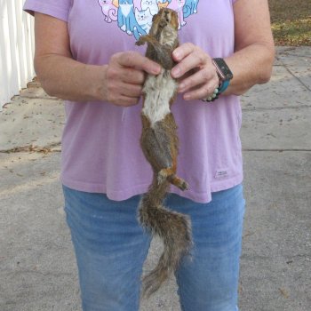 Buy this Preserved Full-Body Squirrel For $35 